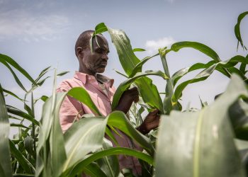 Transforming Africa’s agrifood systems requires coordinated policies across sectors – FAO