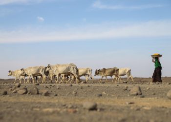 13 million people facing severe hunger as drought grips Horn of Africa