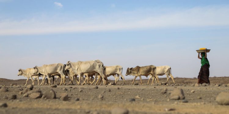 13 million people facing severe hunger as drought grips Horn of Africa