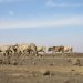 13 million people facing severe hunger as drought grips Horn of Africa