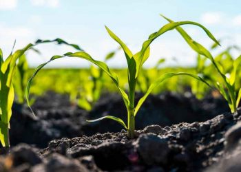 AfDB approves additional $5.6 million grant for food security, resilience in Mozambique