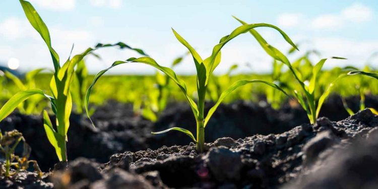 AfDB approves additional $5.6 million grant for food security, resilience in Mozambique