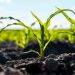 AfDB approves additional $5.6 million grant for food security, resilience in Mozambique