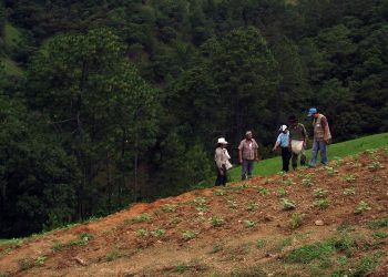 FAO to boost soil nutrient mapping in central America, sub-Saharan Africa