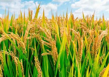 AfDB approves $2 million grant to boost food production in Sierra Leone