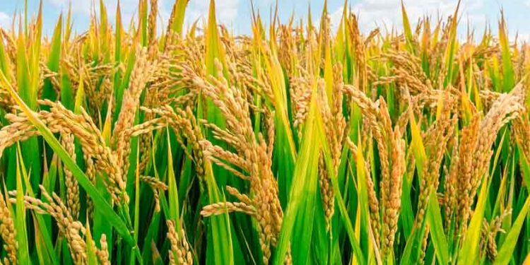 AfDB approves $2 million grant to boost food production in Sierra Leone