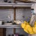 Congo declares Ebola resurgence in North Kivu