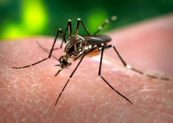 Mosquitoes: there’s malaria, plus 5 other diseases they pass on to humans