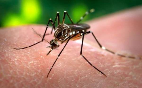 Mosquitoes: there’s malaria, plus 5 other diseases they pass on to humans