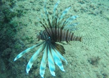Invasive species are changing the nature of the Mediterranean Sea