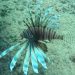 Invasive species are changing the nature of the Mediterranean Sea
