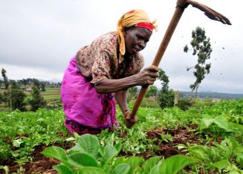 United States invests $12 million in Tanzanian youth agribusiness