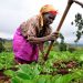 United States invests $12 million in Tanzanian youth agribusiness