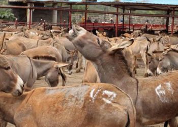 Nigeria commits to opposing donkey slaughter for exportation