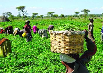 Nigerian government unveils N5 billion loan for livestock farmers