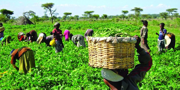 Nigerian government unveils N5 billion loan for livestock farmers