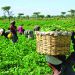 Nigerian government unveils N5 billion loan for livestock farmers