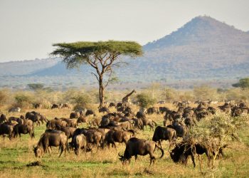 FAO welcomes European Union’s €25 million contribution to advance wildlife conservation, food security