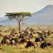 FAO welcomes European Union’s €25 million contribution to advance wildlife conservation, food security