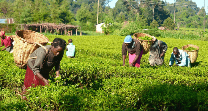 Nigeria, Germany, EU unveil €18.3m project to boost agriculture