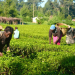 Nigeria, Germany, EU unveil €18.3m project to boost agriculture