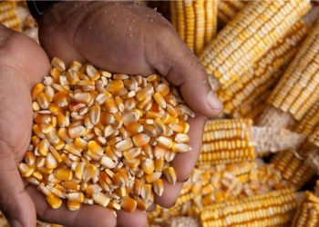 Oyo abandoned Botswana maize deal to avert farmers’ losses, says government